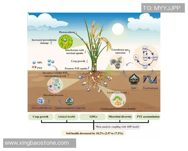 河床与克塞的对比分析探讨两者在生态与经济发展中的作用与影响